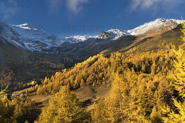 Autumn trees near snow covered mountains