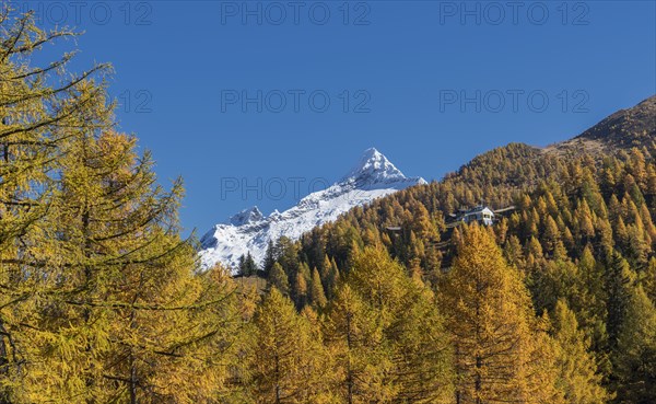 Autumn trees near snow covered mountains