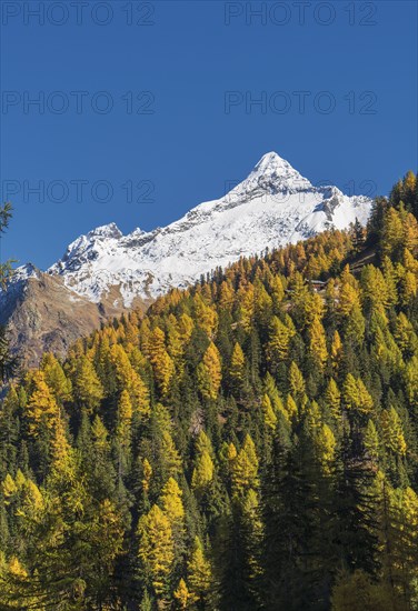 Autumn trees near snow covered mountains