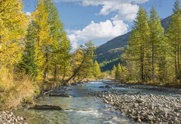 Mountain river and trees in autumn