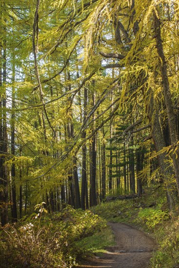 Path in forest