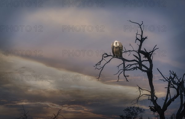 Bird perched on barren tree