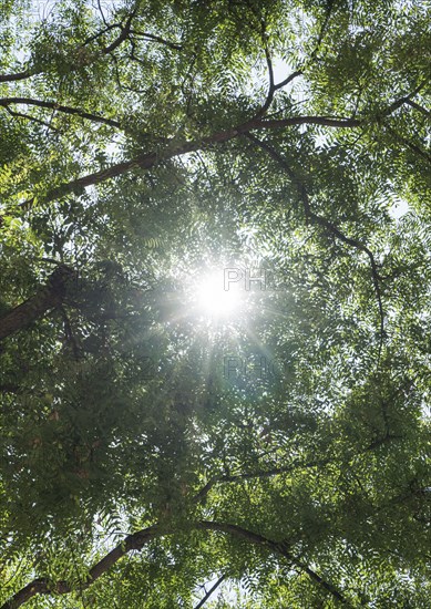 Sunbeams through branches of trees