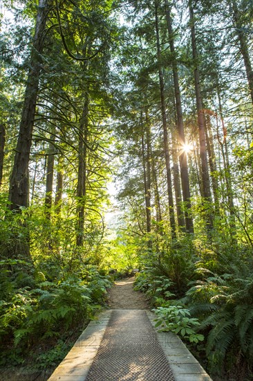 Footbridge and path through forest