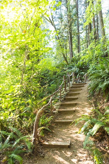 Staircase in forest