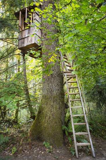 Remote tree house in forest