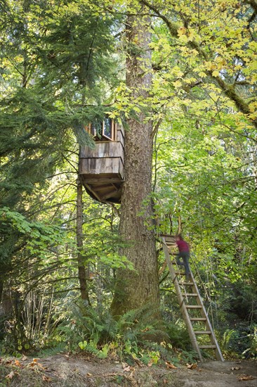 Caucasian boy climbing ladder to tree house