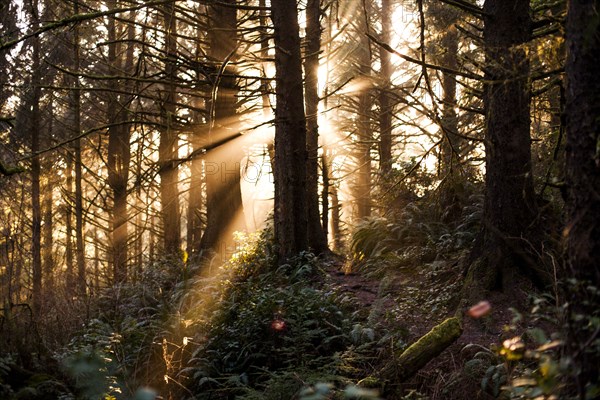 Sun streaming through trees in forest