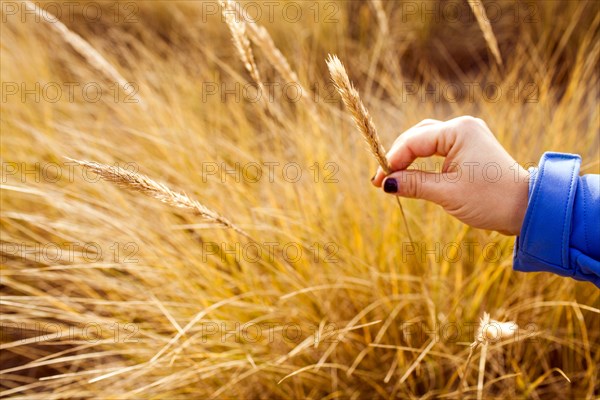 Caucasian woman holding wheat stalk