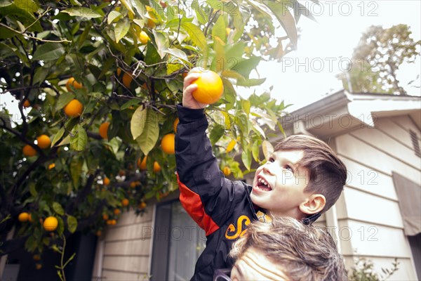 Caucasian boy picking fruit on father's shoulders