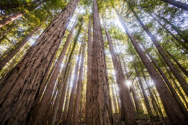 Low angle view of trees in sunny forest