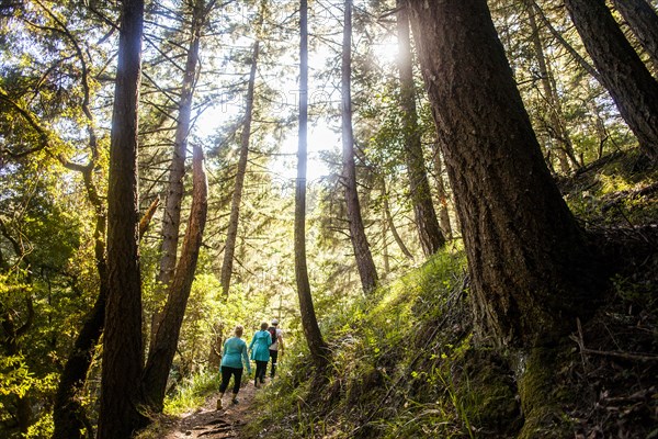 Women hiking in sunny forest
