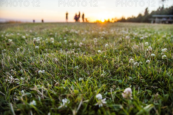 Close up of flowers in grassy park