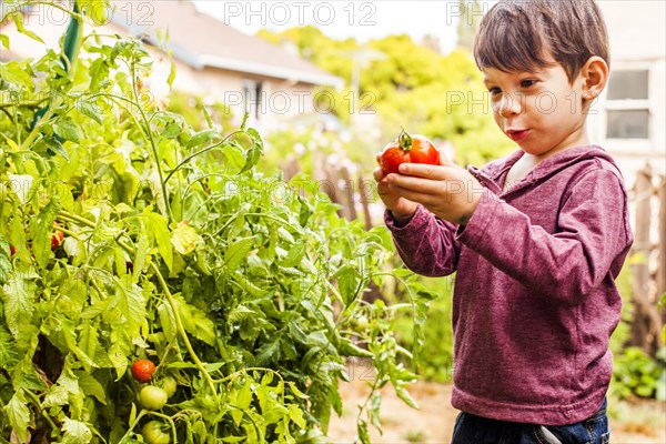 Mixed race boy holding tomato in garden