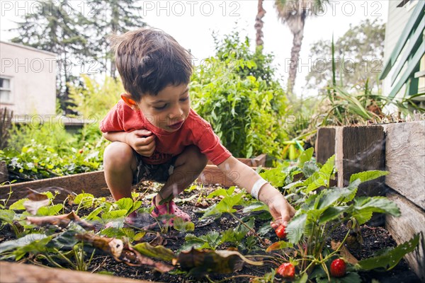 Mixed race boy picking strawberry in garden