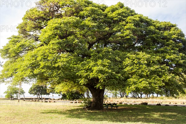 Tree with shade in park