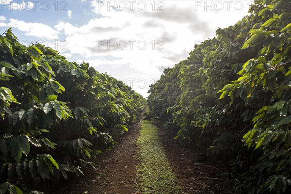 Path through lush green trees under clouds