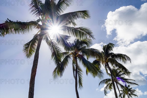 Low angle view of sun shining through palm trees