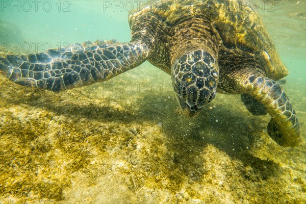 Close up of sea turtle swimming underwater