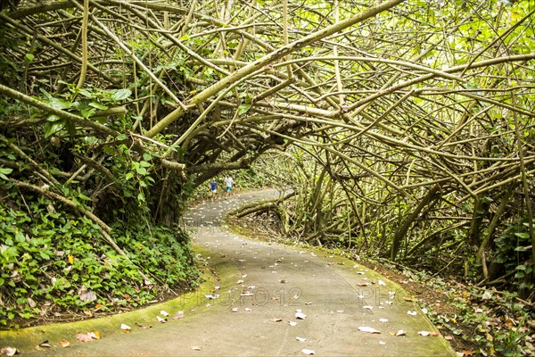 Tree branches over concrete path in forest