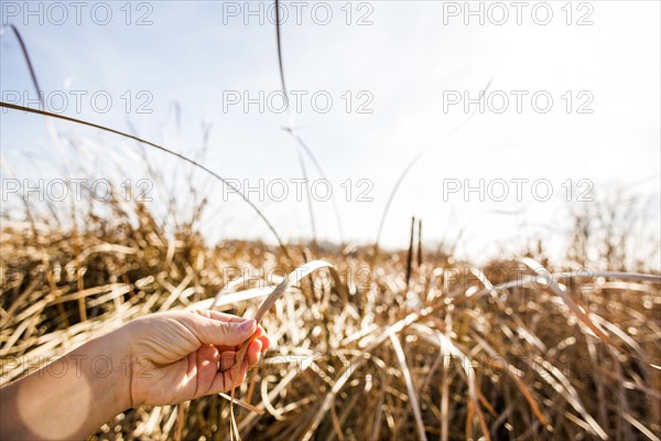 Close up of hand holding tall grass stalk