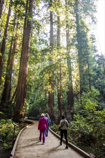 People walking on wooden path in forest