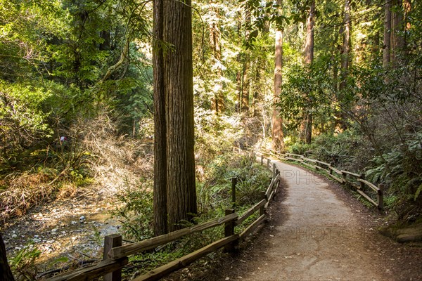 Fence on dirt path in forest