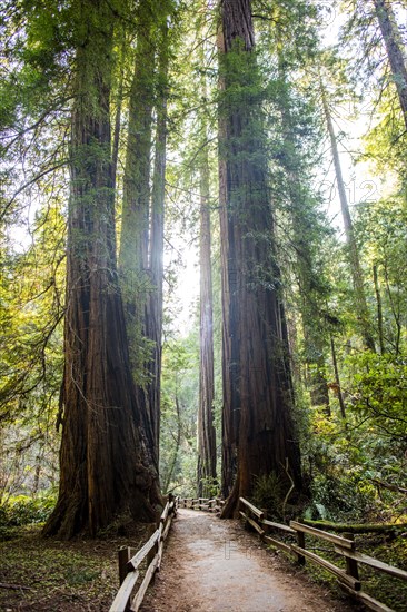 Tall trees over fenced dirt path in forest