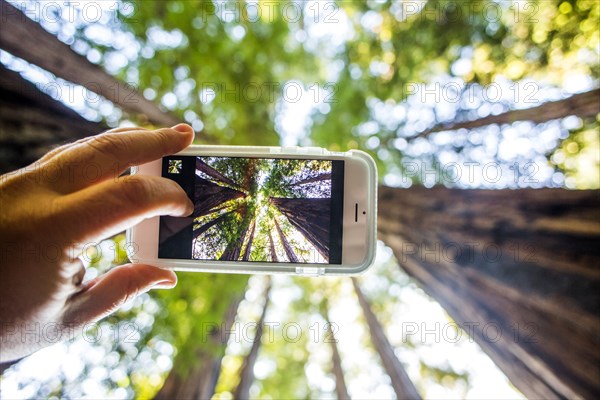 Low angle view of cell phone taking photograph of trees in forest