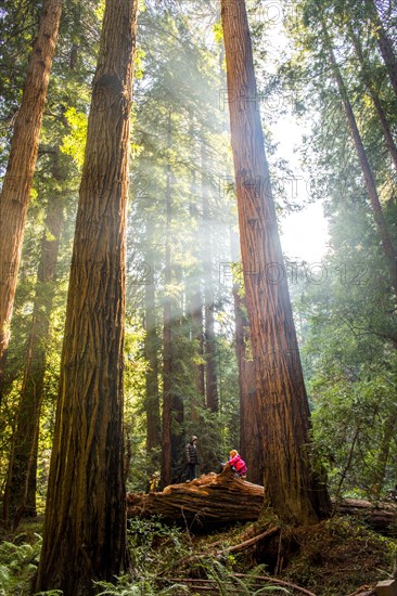 Hiker sitting under tall trees in forest