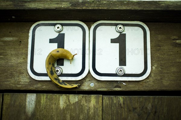 Close up of slug crawling on route sign