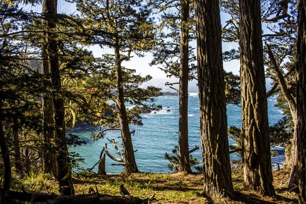 Trees growing on cliff over ocean