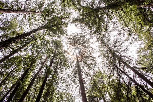 Low angle view of forest trees under sky