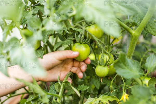 Hand of mixed race boy holding tomato on vine
