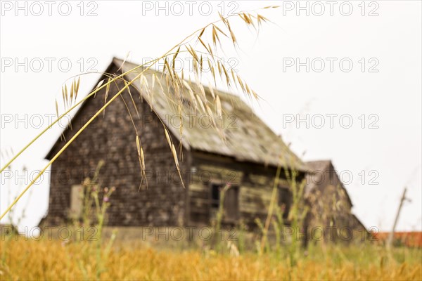Dilapidated building in rural field