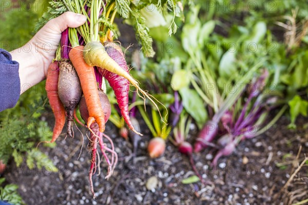 Caucasian farmer holding fresh vegetables in garden