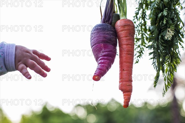 Caucasian baby girl reaching for fresh carrot