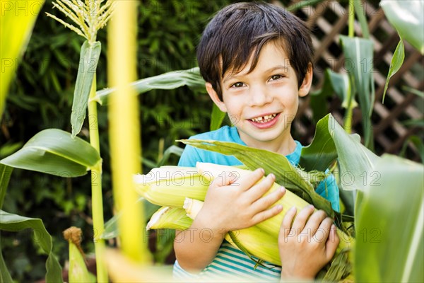 Mixed race boy picking corn in garden