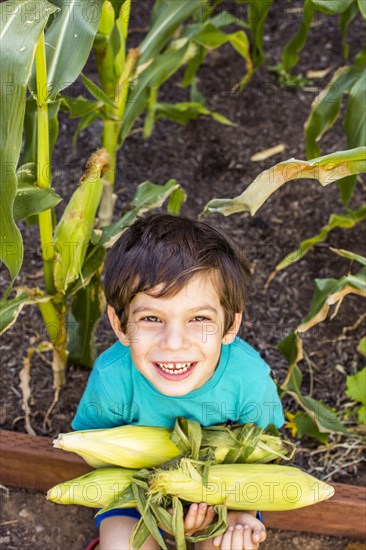 Mixed race boy picking corn in garden