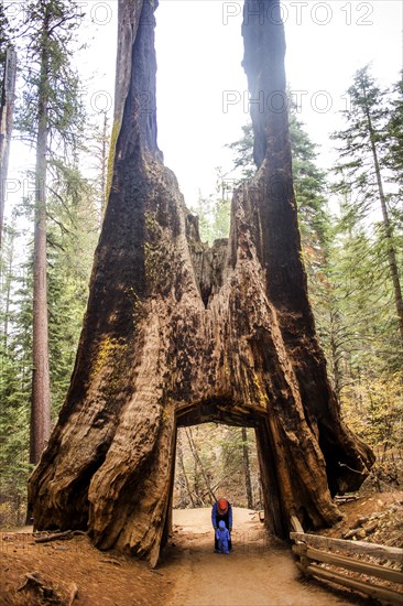 Caucasian mother and daughter under ancient tree in Yosemite National Park