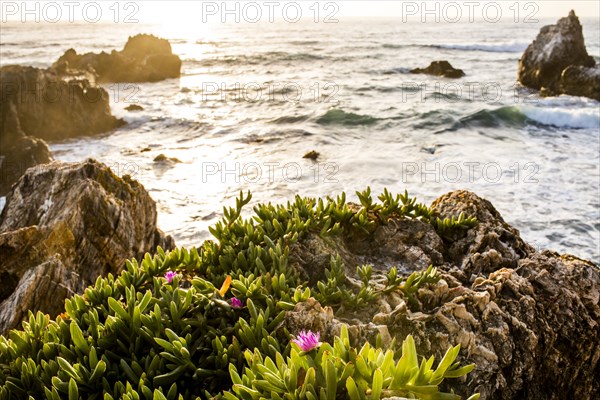 Flowers on rocks near ocean