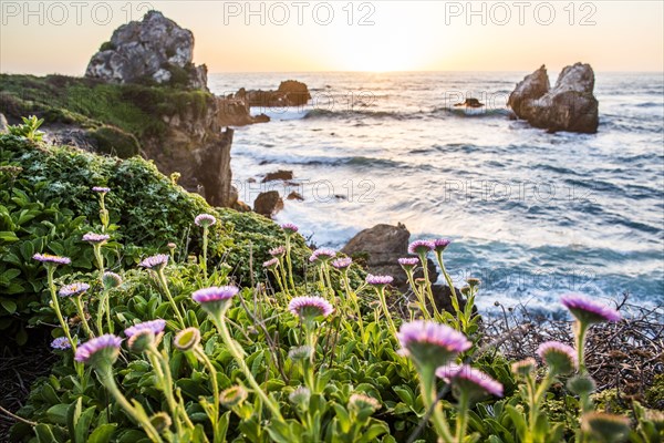 Flowers on rocks near ocean