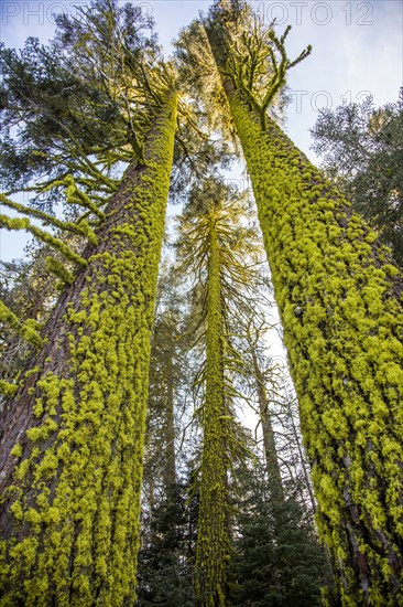 Low angle view of moss on forest trees