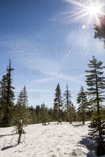 Cross-country skier in snowy forest