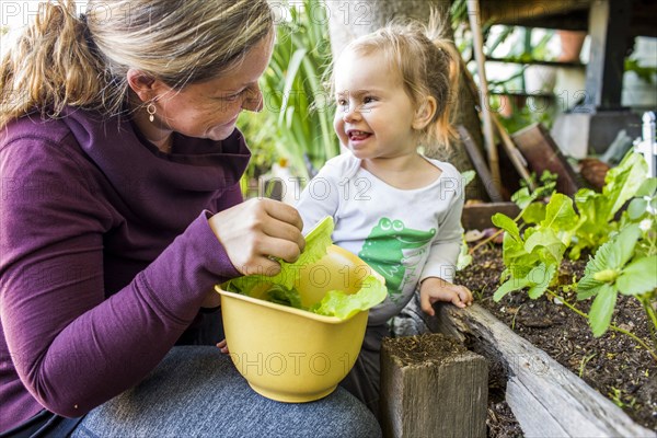 Caucasian mother and daughter picking lettuce from garden