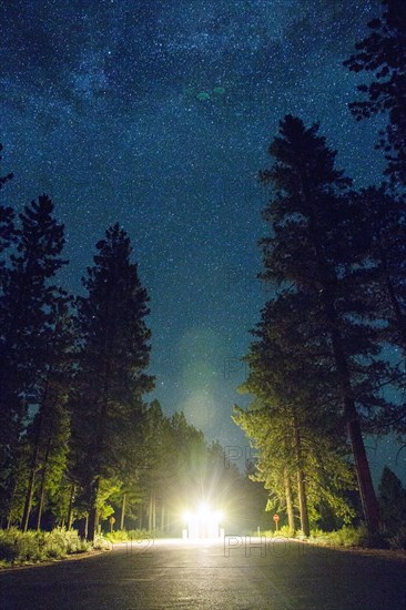 Glowing lights in forest road