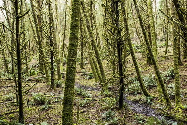 Green moss on forest trees