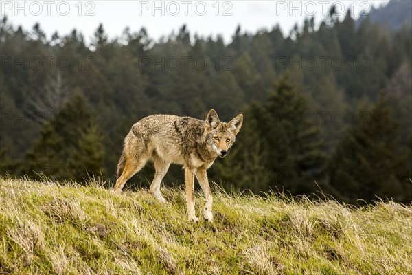 Coyote walking on hill