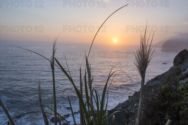 Close up of grass near ocean at sunset