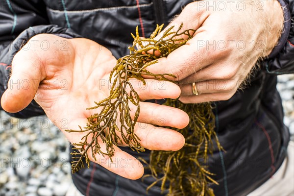 Hands of Caucasian man holding seaweed